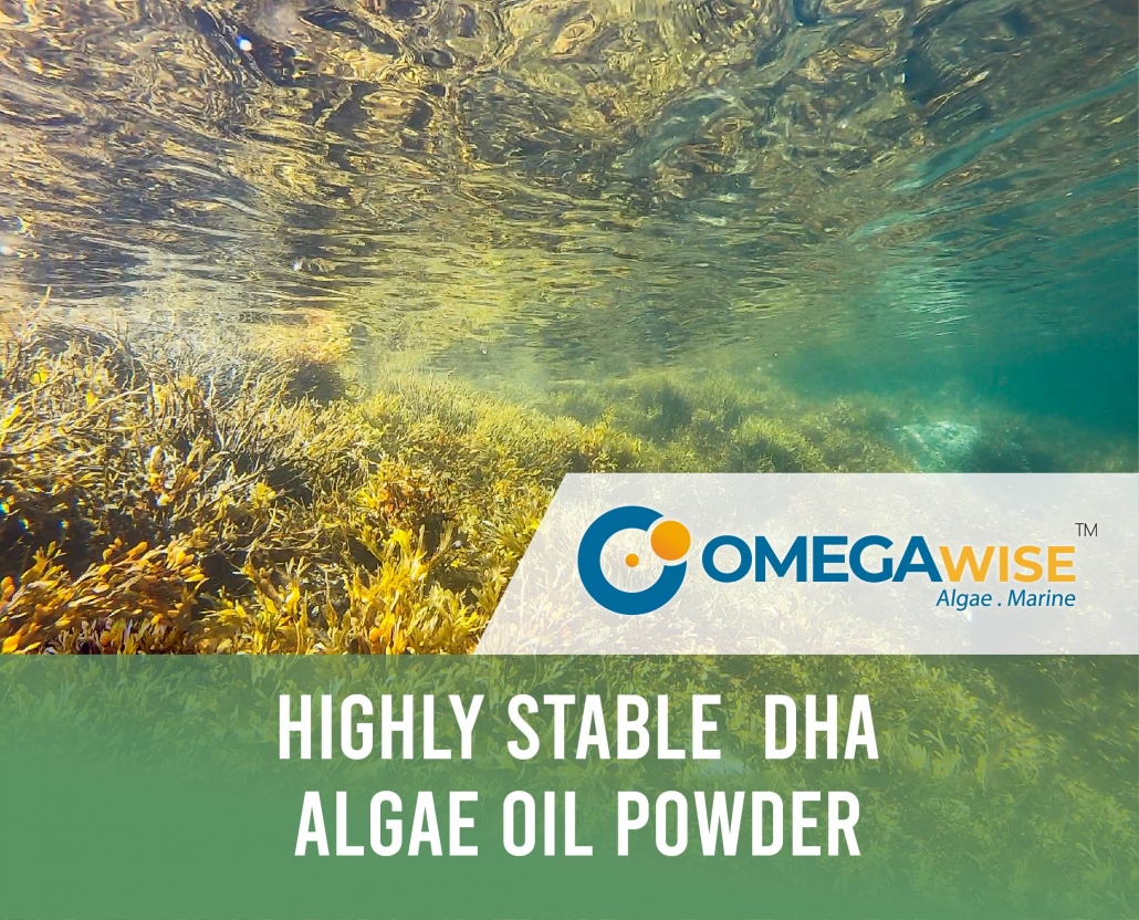 Expert of Bulk Algae Oil Powder Manufacturering